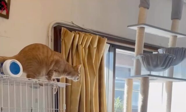 2023.1.1

お正月
あけましておめでとう

#かしわ#いなり#いなりとかしわ#ジャンプ#猫ジャンプ#茶トラ男子部#茶トラ