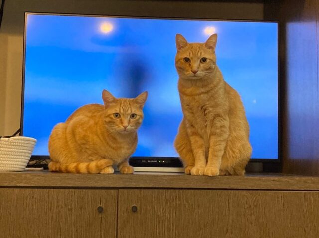 2022.12.8

いなりとかしわ

#いなり#かしわ#いなりとかしわ#ねこがすき #猫がいる生活 #猫がいる幸せ #茶トラ