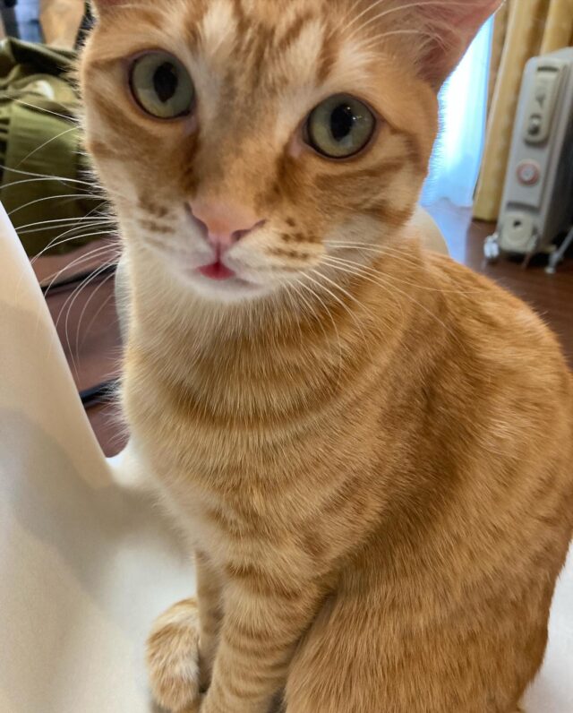 2022.12.22

かしわくんベロ出てますよ　

#かしわ#いなりとかしわ#茶トラ#猫#猫がいる幸せ #猫がすきすぎる