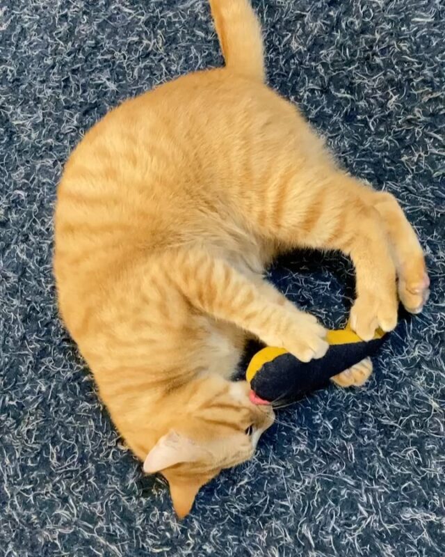 2022.11.23

けりぐるみ作ってみた

かしわは猫のお手本みたいな遊び方
いなりはにおいが気になるらしい

全く違う性格

#いなり#かしわ#いなりとかしわ#けりぐるみ#けりぐるみつくってみた＃喜んでくれてよかった#猫#茶トラ#猫好きさんと繋がりたい #可愛いしかない