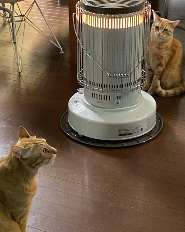 2023.1.24

いなりとかしわ
ストーブあったかい

#いなり#かしわ#いなりとかしわ#ストーブ#灯油も電気も高い#猫#ちゃとら猫 #ちゃとら男子部 #猫が好き#ねこのいる幸せ