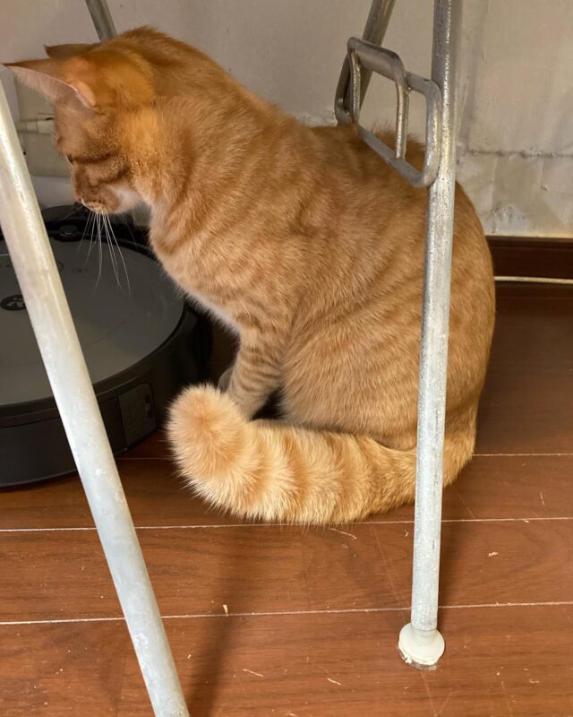 2023.2.14

かしわ
しっぽがタヌキになる

夏にうちにやってきたルンバ
かしわが毎日闘い挑むので
毎日設定しても3日に1回くらい充電器から外される

もう慣れたらいいのに今日も興奮してかしわのしっぽがタヌキ

#かしわ#いなりとかしわ#ねこ#猫がすき#ルンバ#帰ってきてあれ?ゴミが落ちとると思ったら#やっぱりかしわが外しとった