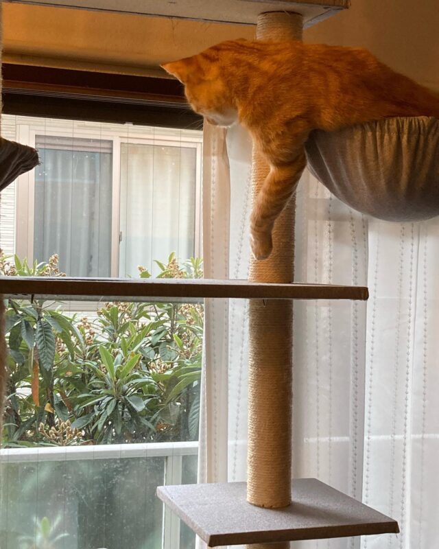 2013.2.18

乗り出して何か見るかしわ
その先にはメジロ
かわいい

#かしわ#いなりとかしわ#ねこ#ねこがすき #メジロ#春やね#鳥が気になる